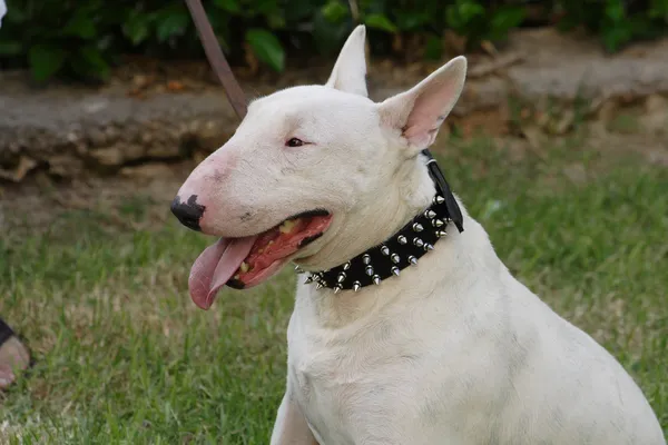 Walki psów bull terrier — Zdjęcie stockowe