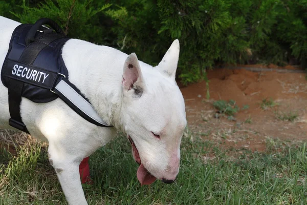 Cão lutador Bull Terrier — Fotografia de Stock