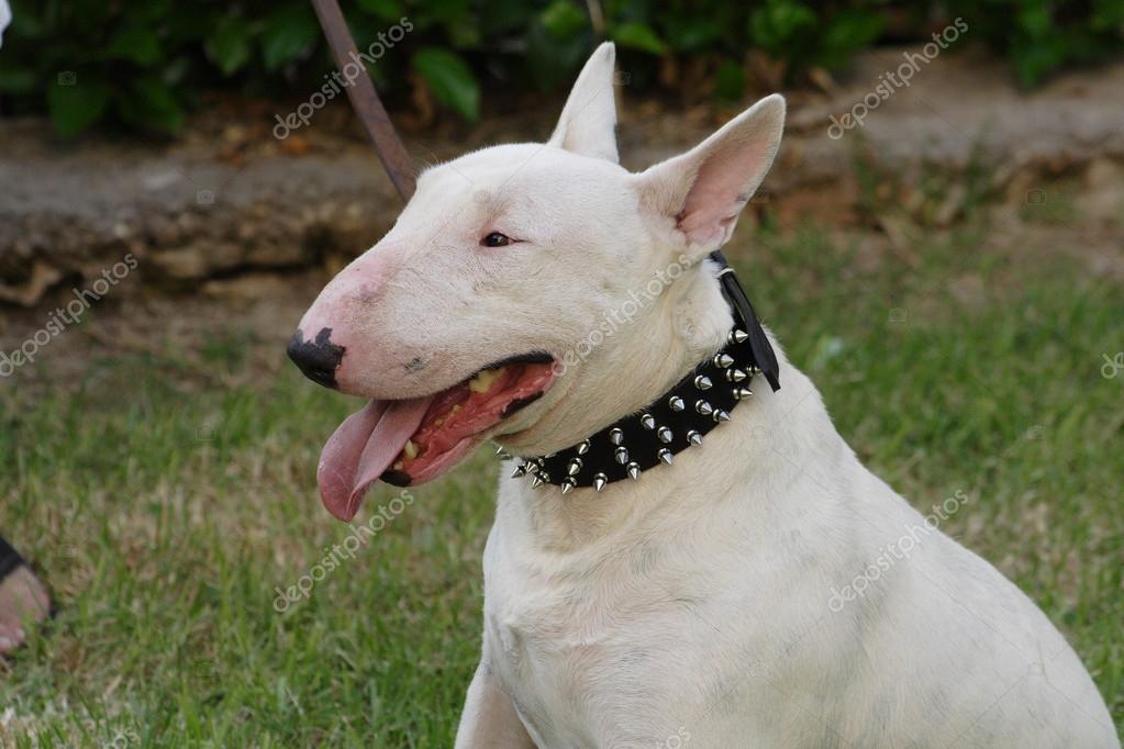 Bull terrier hotsell fighting dog