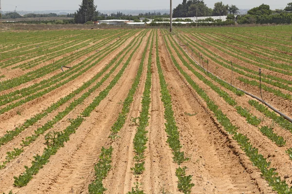 Potato field in spring. — Stock Photo, Image