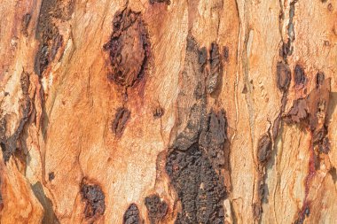 doku - Okaliptüs ağacı kabuğu