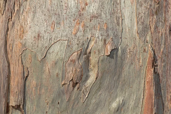 Textura coaja de copac de eucalipt — Fotografie, imagine de stoc