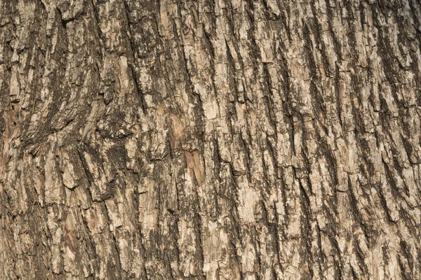 Textura - corteza de árbol — Foto de Stock