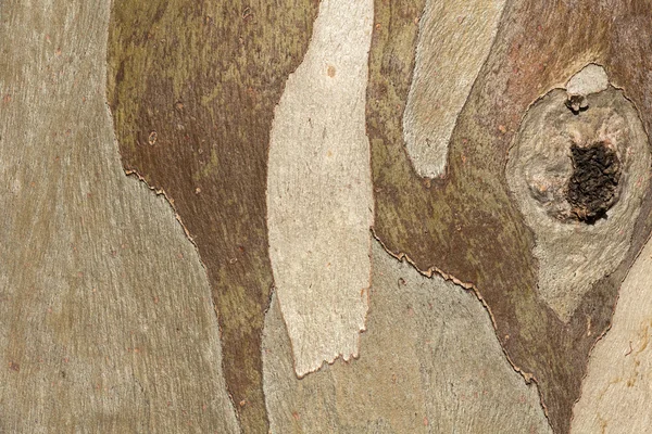 Textura - corteza de árbol — Foto de Stock
