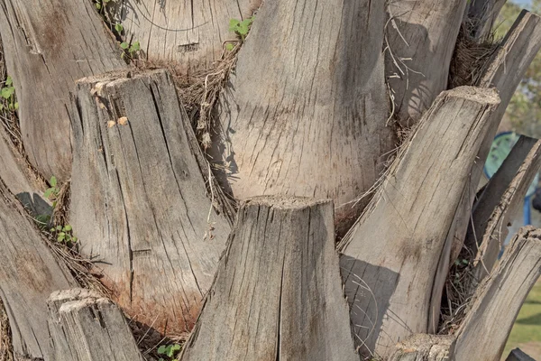 Textura - corteza de árbol —  Fotos de Stock