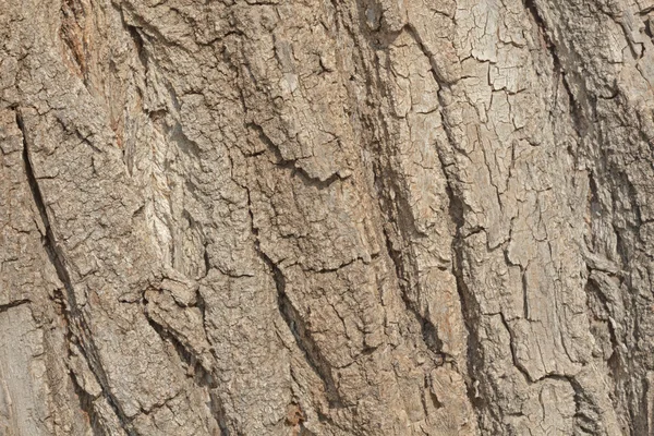 Текстура - кора дерева — стокове фото