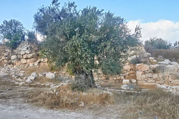 Starověké Olivovníky Hebron Starověké Židovské Město Izraeli — Stock fotografie