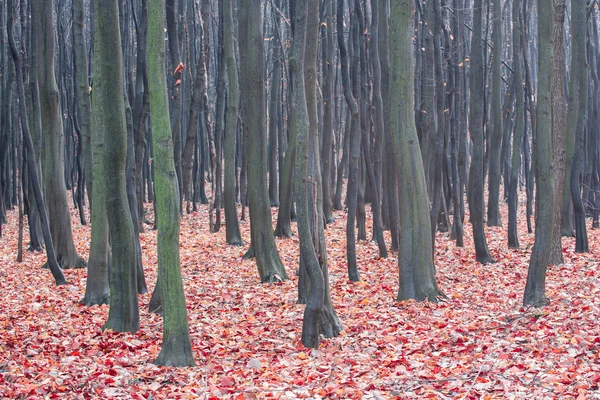 Autumn deciduous forest — Stock Photo, Image