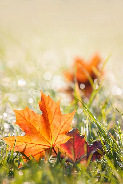 Autumn maple leaves in the dewy grass — Stock Photo, Image