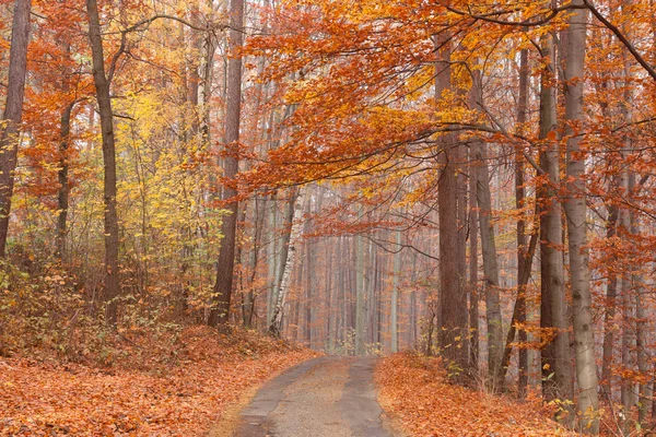 Caminho da floresta de faia — Fotografia de Stock