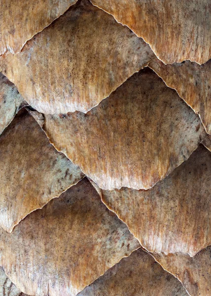Escalas de cones de abeto — Fotografia de Stock