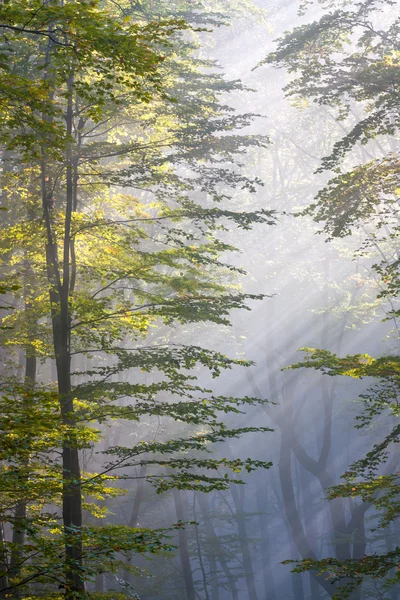 Luz solar que brilla a través del bosque de haya — Foto de Stock