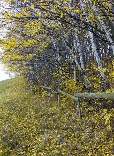 Birch grove — Stock Photo, Image