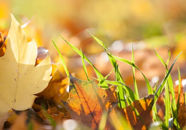 Podzimní trávě — Stock fotografie