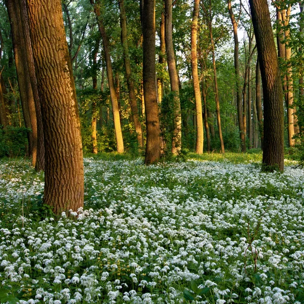 Blumen im Wald — Stockfoto