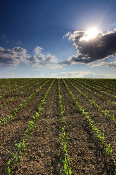 View of the spring corn field — Stock Photo, Image