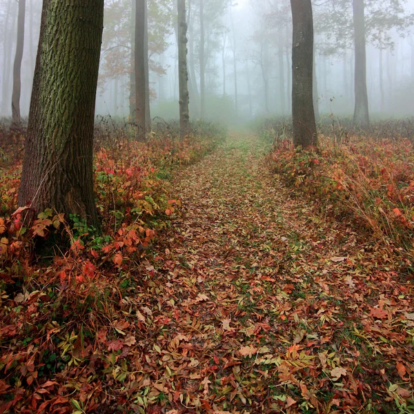 yapraklı orman sonbahar siste