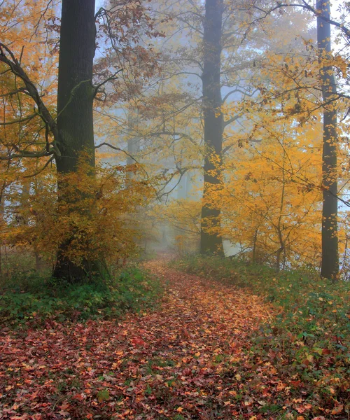 As árvores de outono coloridas entre o caminho — Fotografia de Stock