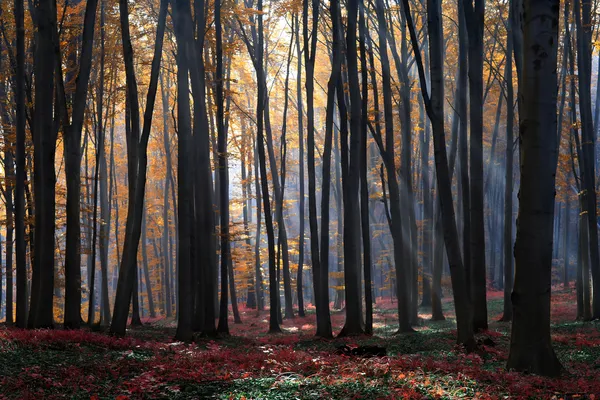 Os raios de sol da manhã na floresta de outono — Fotografia de Stock
