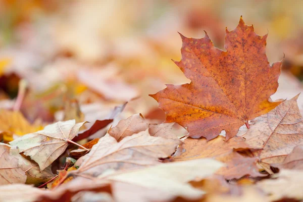 Feuille d'érable d'automne — Photo