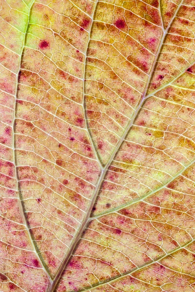 秋の葉の色の構造 — ストック写真
