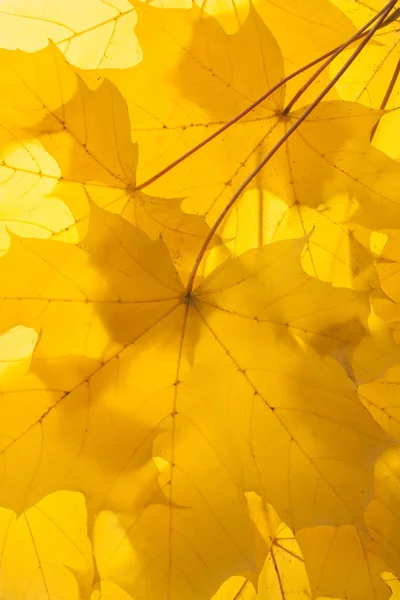 Sarı sonbahar akçaağaç yaprakları — Stok fotoğraf