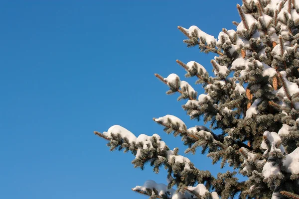 Snöiga barrträd — Stockfoto