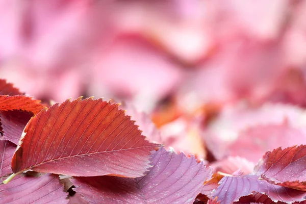 Hösten bakgrund med röda blad — Stockfoto