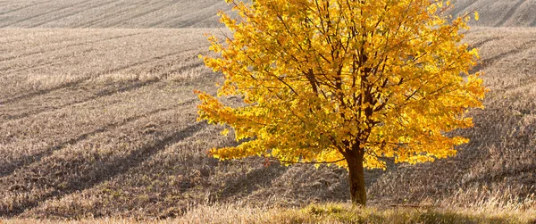 Eenzame goudkleurige kalk midden van het veld — Stockfoto