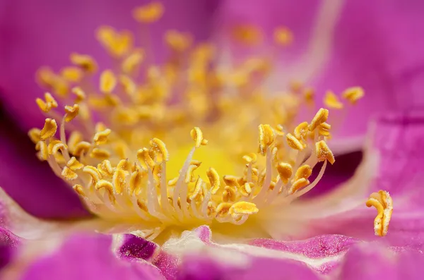 Detalhe de rosas amarelas pistil — Fotografia de Stock