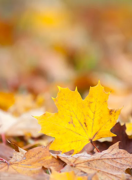 Feuille d'érable aux couleurs automnales — Photo