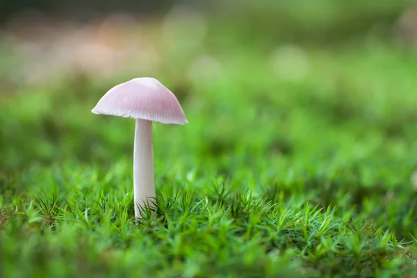 Cogumelo branco solitário na vegetação de musgo — Fotografia de Stock