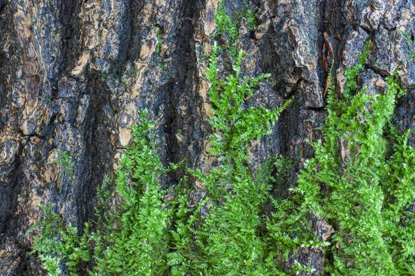 Green moss on the bark of a tree — Stock Photo, Image