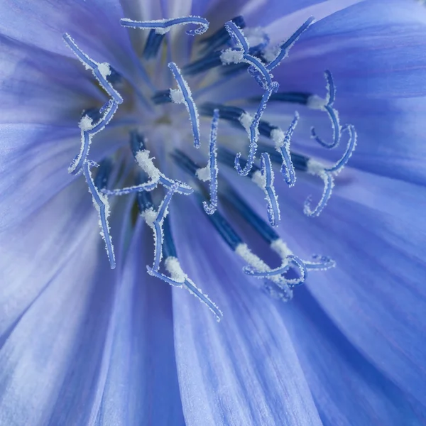 Chicory — Stock fotografie