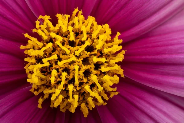 Fiore giallo centro — Foto Stock