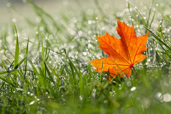 Autumn maple leaf in the dewy grass — Stock Photo, Image