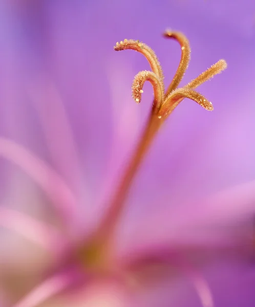 Detail view of pistil Geranium — Stock Photo, Image