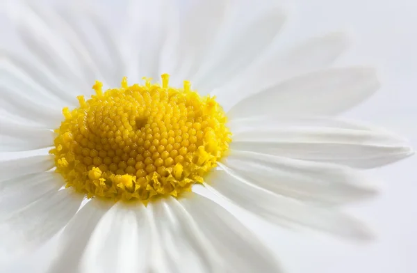 Detalj daisy — Stockfoto