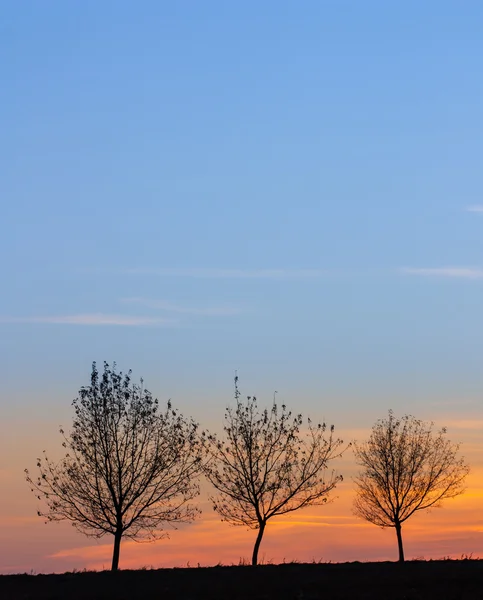 Tre alberi al tramonto con cielo blu — Foto Stock