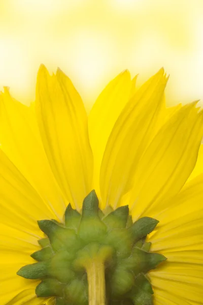 Amarillo — Foto de Stock