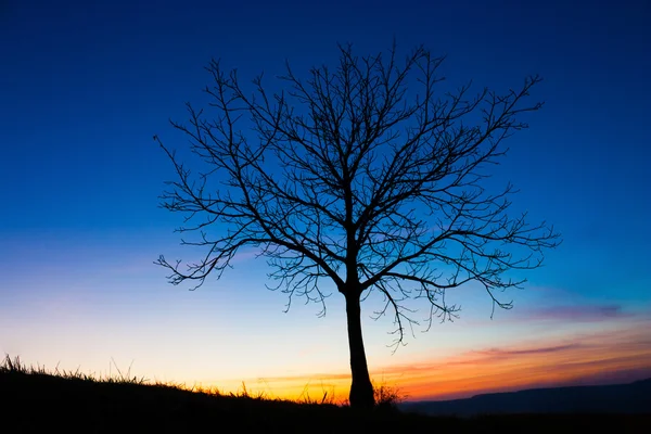 Árvore e céu — Fotografia de Stock