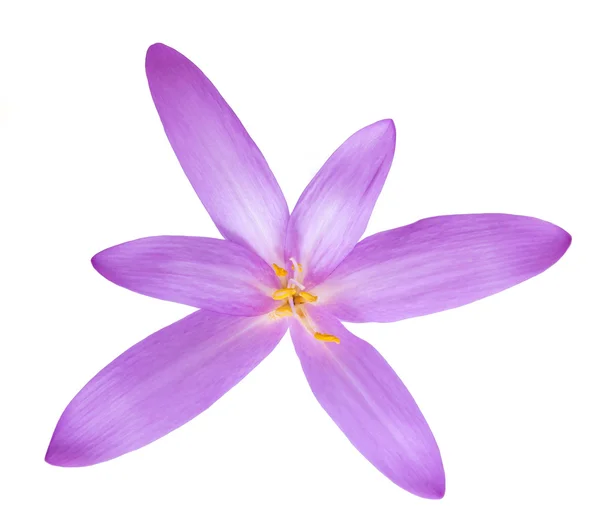 Colchicum autumnale — Foto Stock