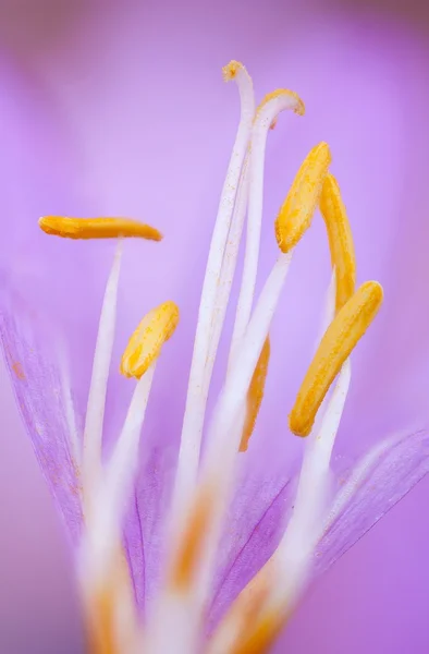 Colchicum autumn —  Fotos de Stock