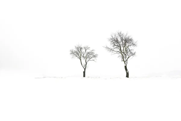 两个冬天树 — 图库照片