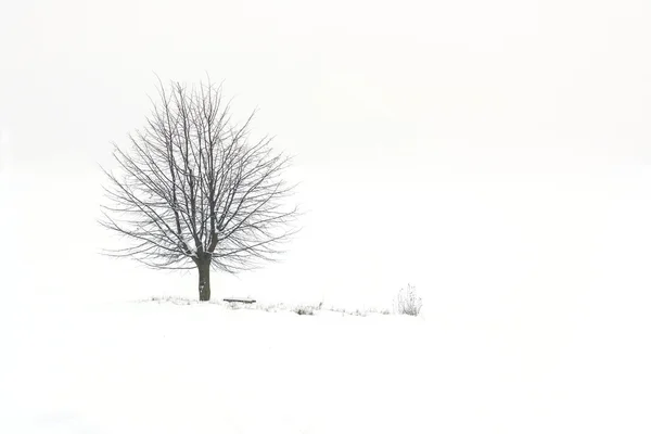 Árbol en el campo cubierto de nieve —  Fotos de Stock