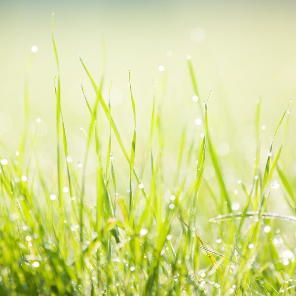 dewy morning grass