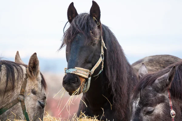 Лошади едят сено — стоковое фото