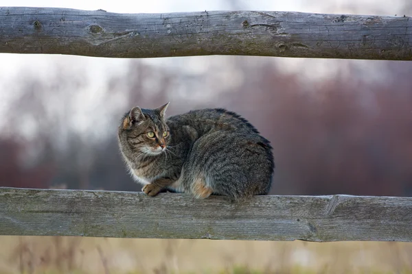 Kat op hek — Stockfoto