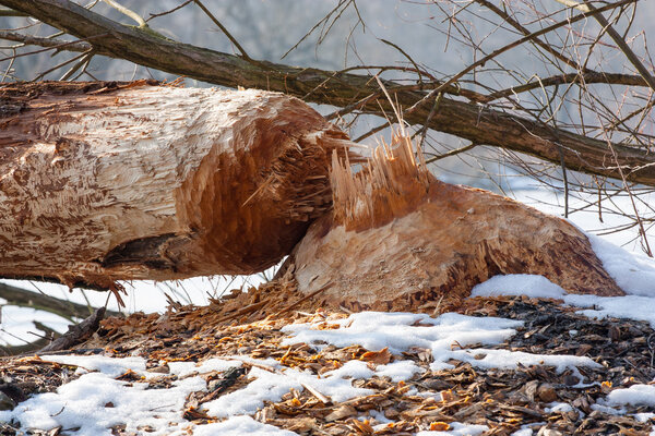 beaver work