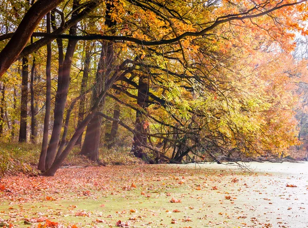 Herfst — Stockfoto